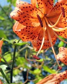 Анкета проститутки Натуся - метро Ясенево, возраст - 34